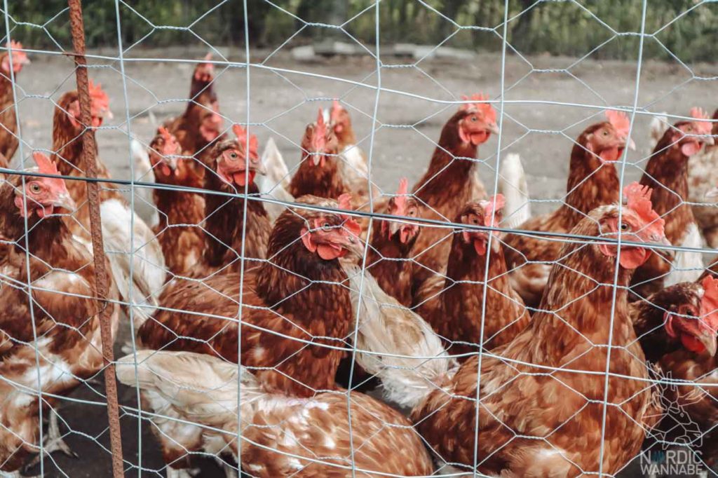 Camping in Dänemark, Camping Dänemark Nordsee, Campingplatz Dänemark, Wohnmobilstellplätze in Dänemark, Camping Dänemark Ostsee, Camping Dänemark Strand