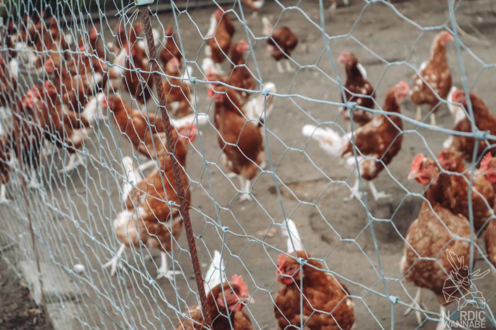 Camping in Dänemark, Camping Dänemark Nordsee, Campingplatz Dänemark, Wohnmobilstellplätze in Dänemark, Camping Dänemark Ostsee, Camping Dänemark Strand