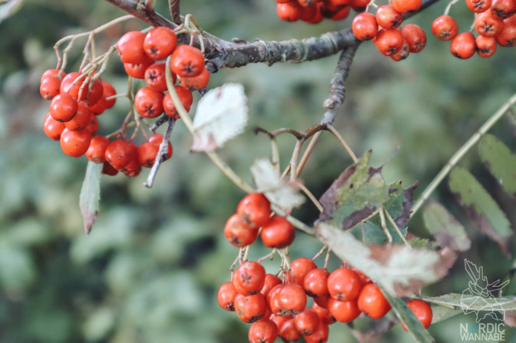 Camping in Dänemark, Camping Dänemark Nordsee, Campingplatz Dänemark, Wohnmobilstellplätze in Dänemark, Camping Dänemark Ostsee, Camping Dänemark Strand