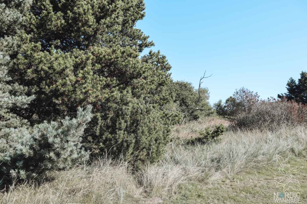 Camping in Dänemark, Camping Dänemark Nordsee, Campingplatz Dänemark, Wohnmobilstellplätze in Dänemark, Camping Dänemark Ostsee, Camping Dänemark Strand