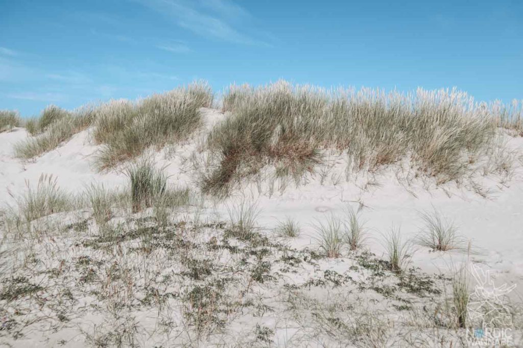 Nordjütland, Rubjerg Knude Fyr, Leuchtturm Dänemark, Skagen, Dänemark