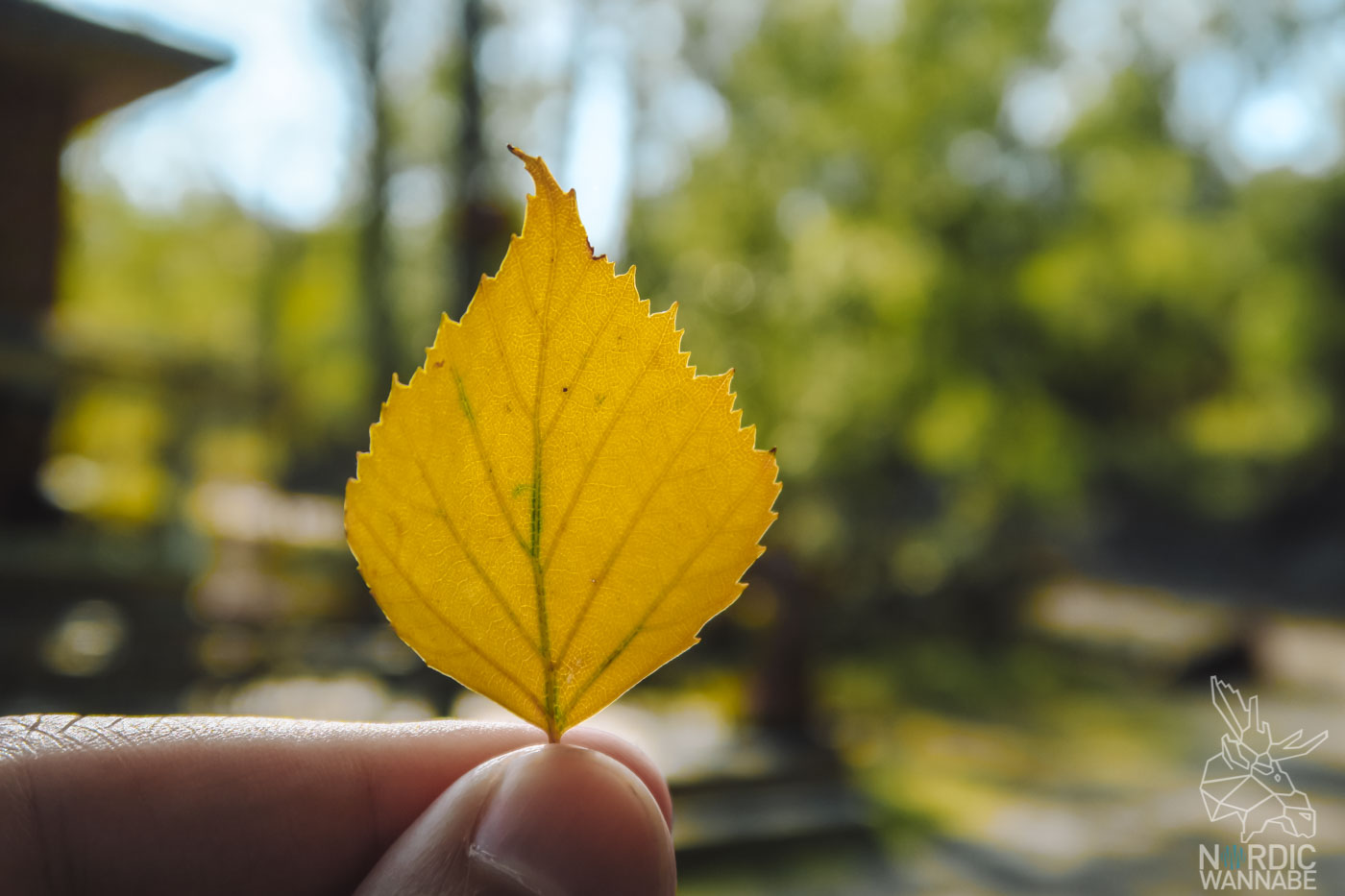 Finnland, Sommer, Blog, Herbst