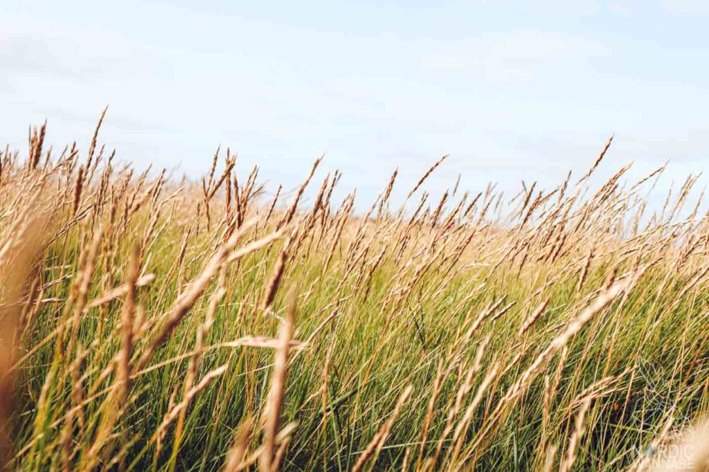 Højer Mühle, Südjütland, Dänemark, Urlaub,