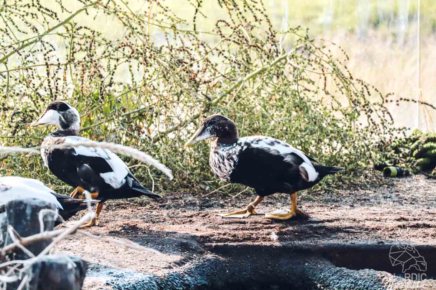 Esbjerg, Dänemark, Süddänemark, Südjütland, Marine und Fischerei Museum